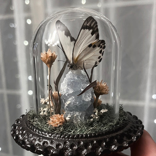 Fancy Glass Dome with Great Southern White Butterfly & Celestite