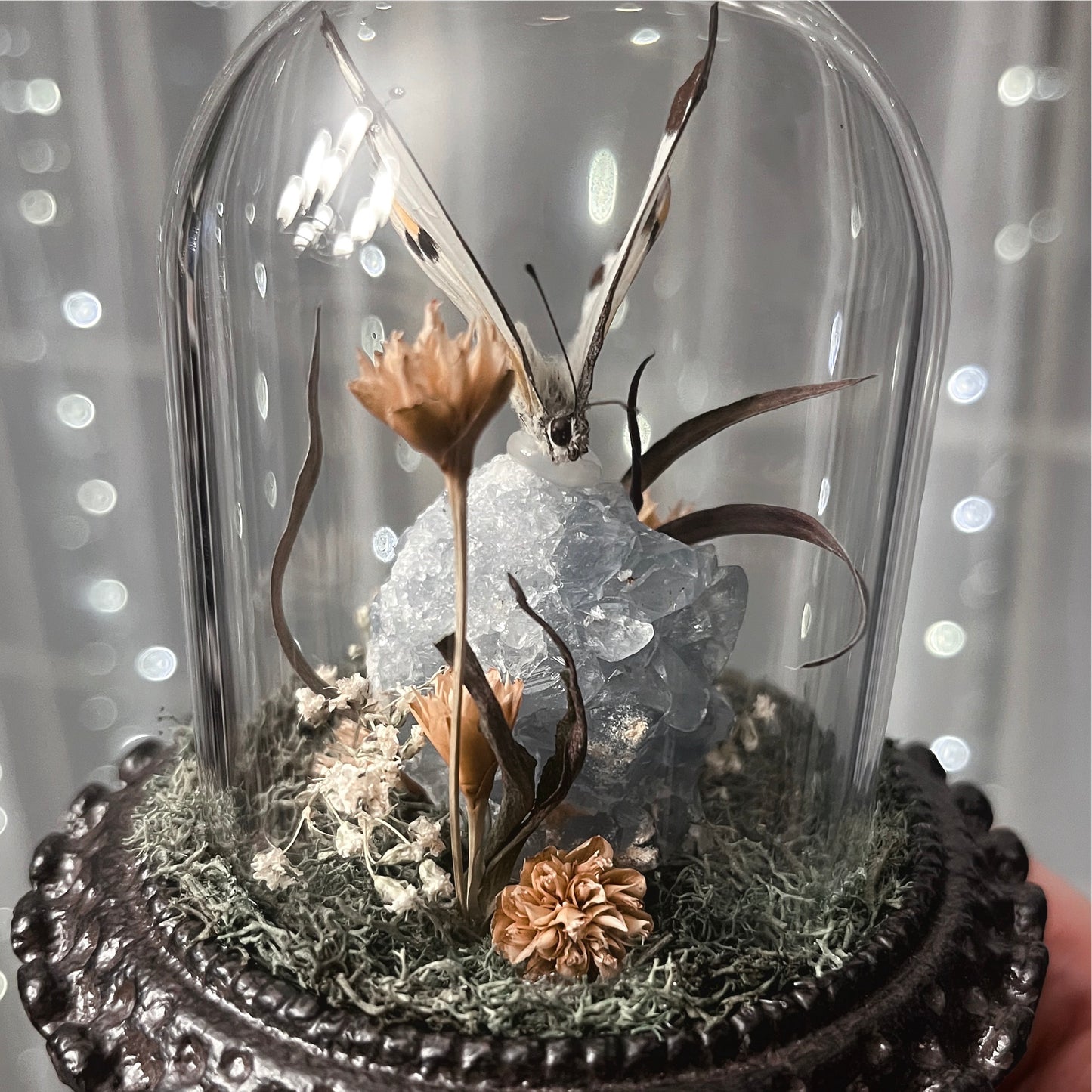 Fancy Glass Dome with Great Southern White Butterfly & Celestite