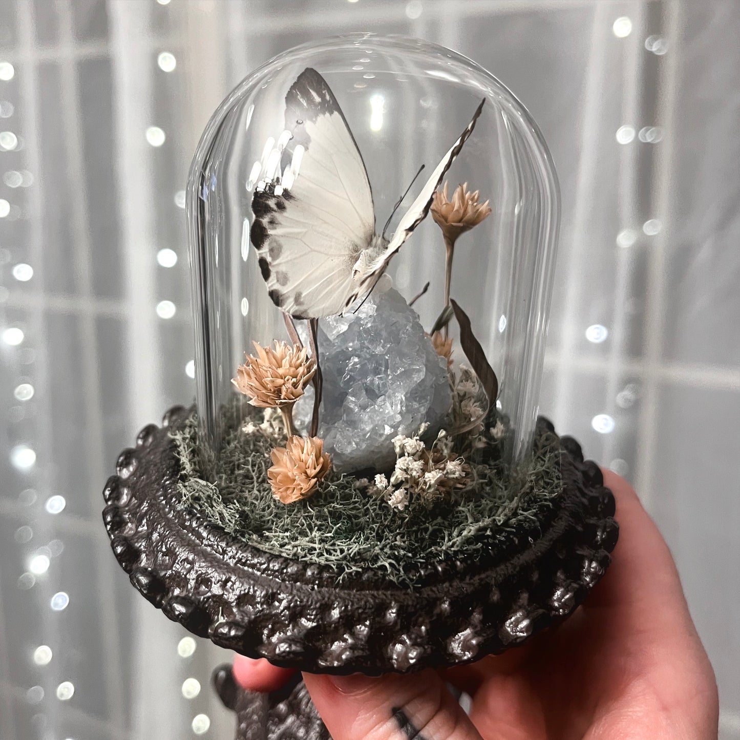 Fancy Glass Dome with Great Southern White Butterfly & Celestite