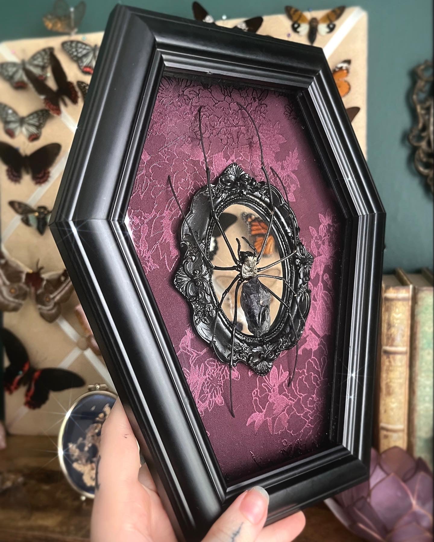 Made to Order Orb Weaver Coffin Shadow Box